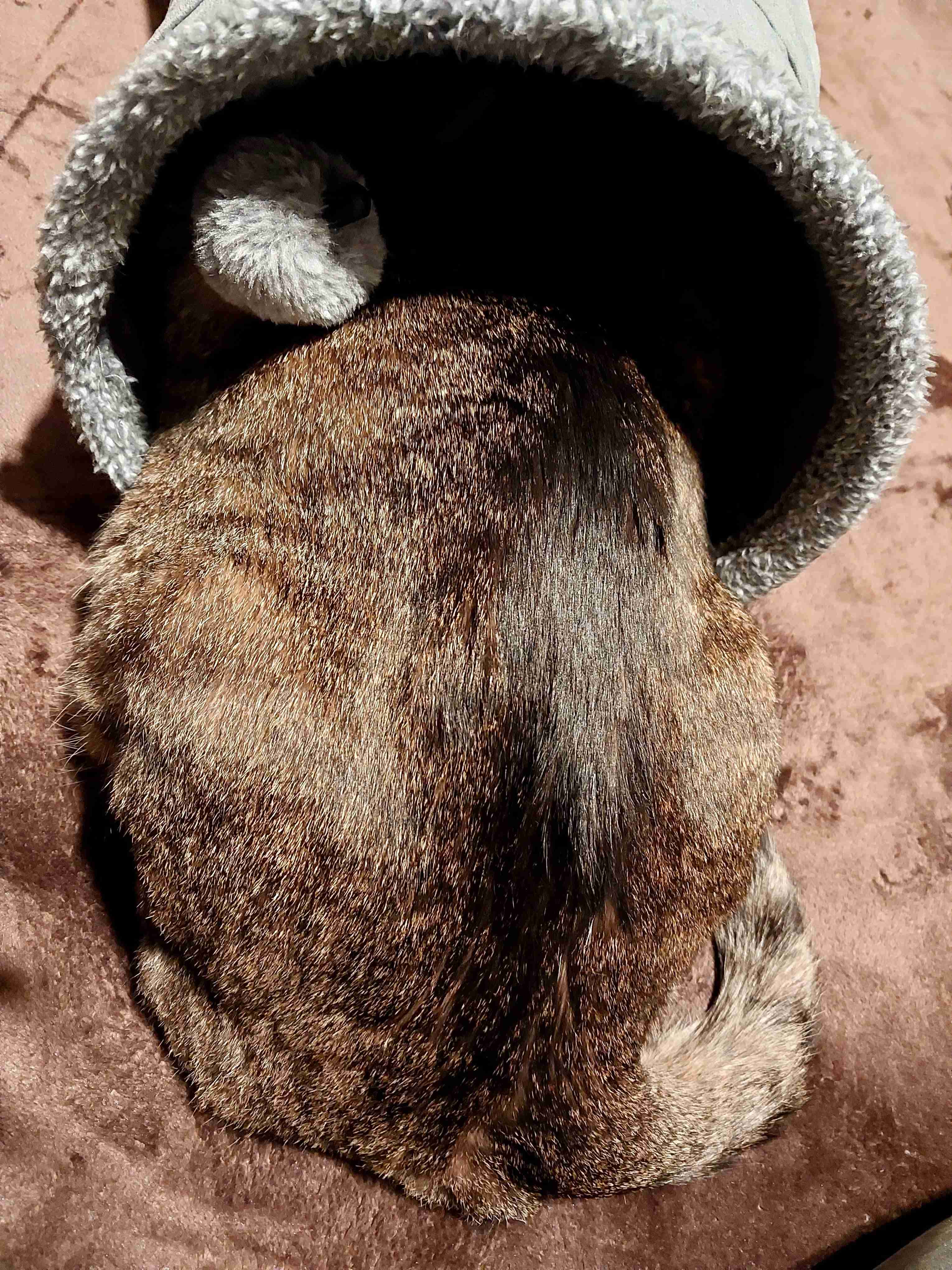 がるちゃん猫カフェ93号店開店しました♫(初めての方も大歓迎♫)