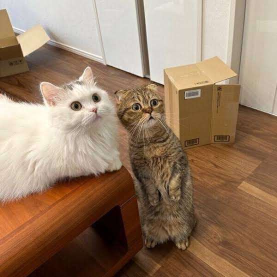 がるちゃん猫カフェ93号店開店しました♫(初めての方も大歓迎♫)