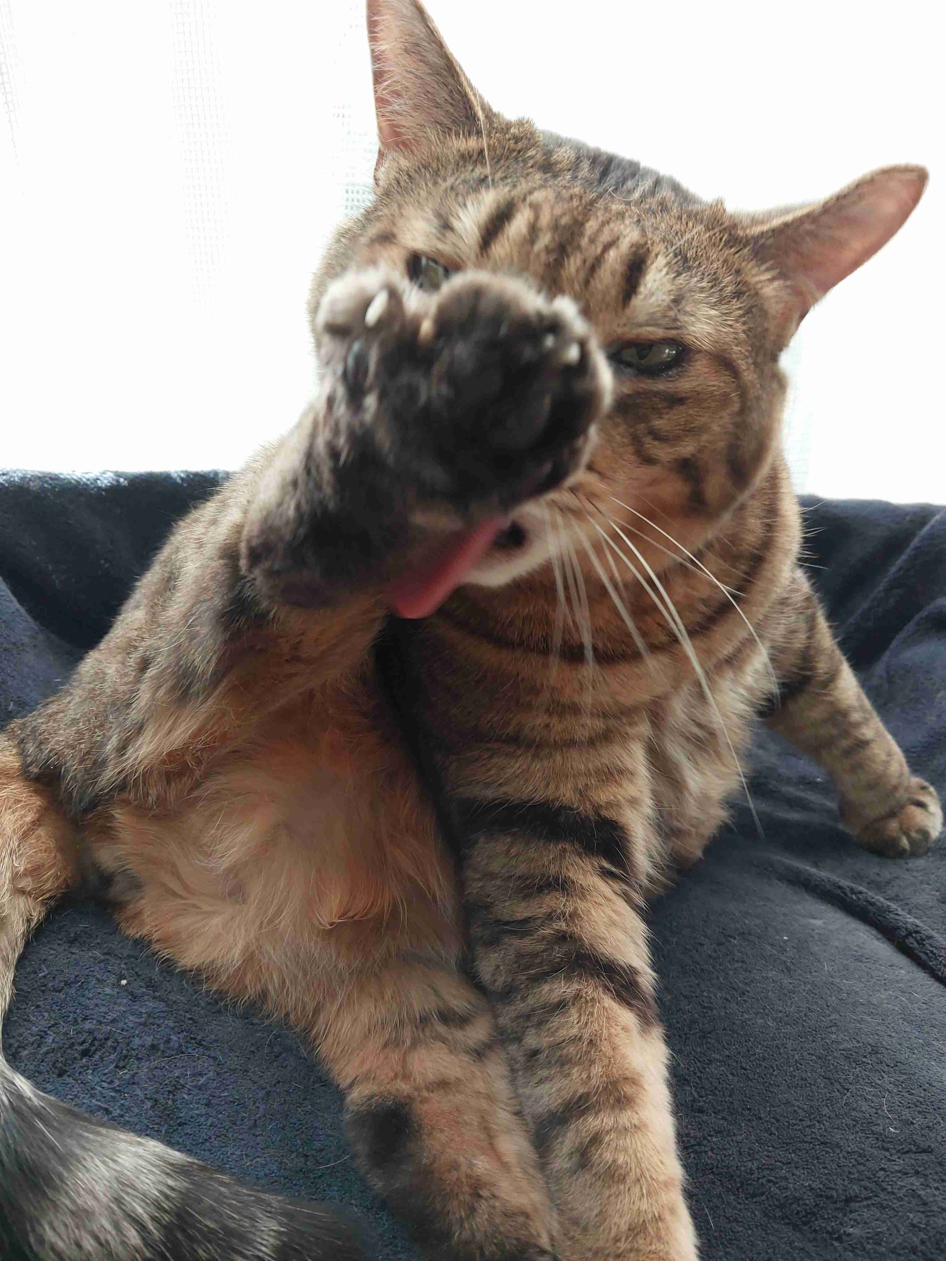 がるちゃん猫カフェ93号店開店しました♫(初めての方も大歓迎♫)