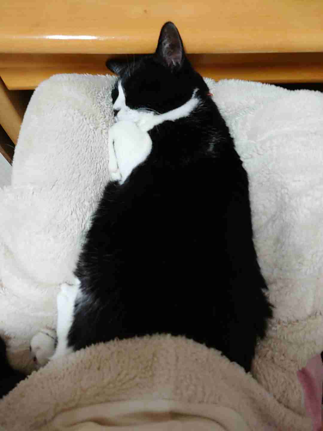 がるちゃん猫カフェ93号店開店しました♫(初めての方も大歓迎♫)