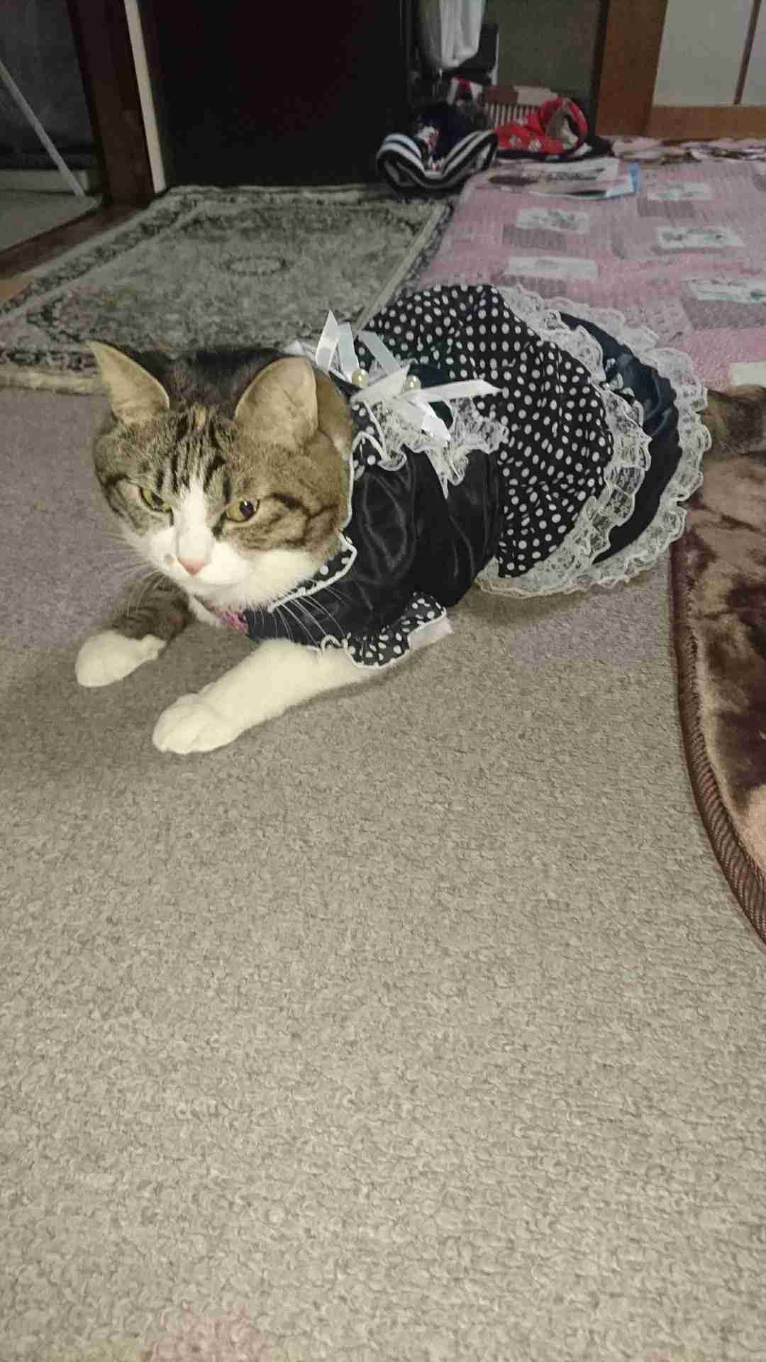 がるちゃん猫カフェ93号店開店しました♫(初めての方も大歓迎♫)