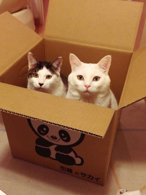 がるちゃん猫カフェ93号店開店しました♫(初めての方も大歓迎♫)