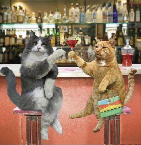 がるちゃん猫カフェ93号店開店しました♫(初めての方も大歓迎♫)