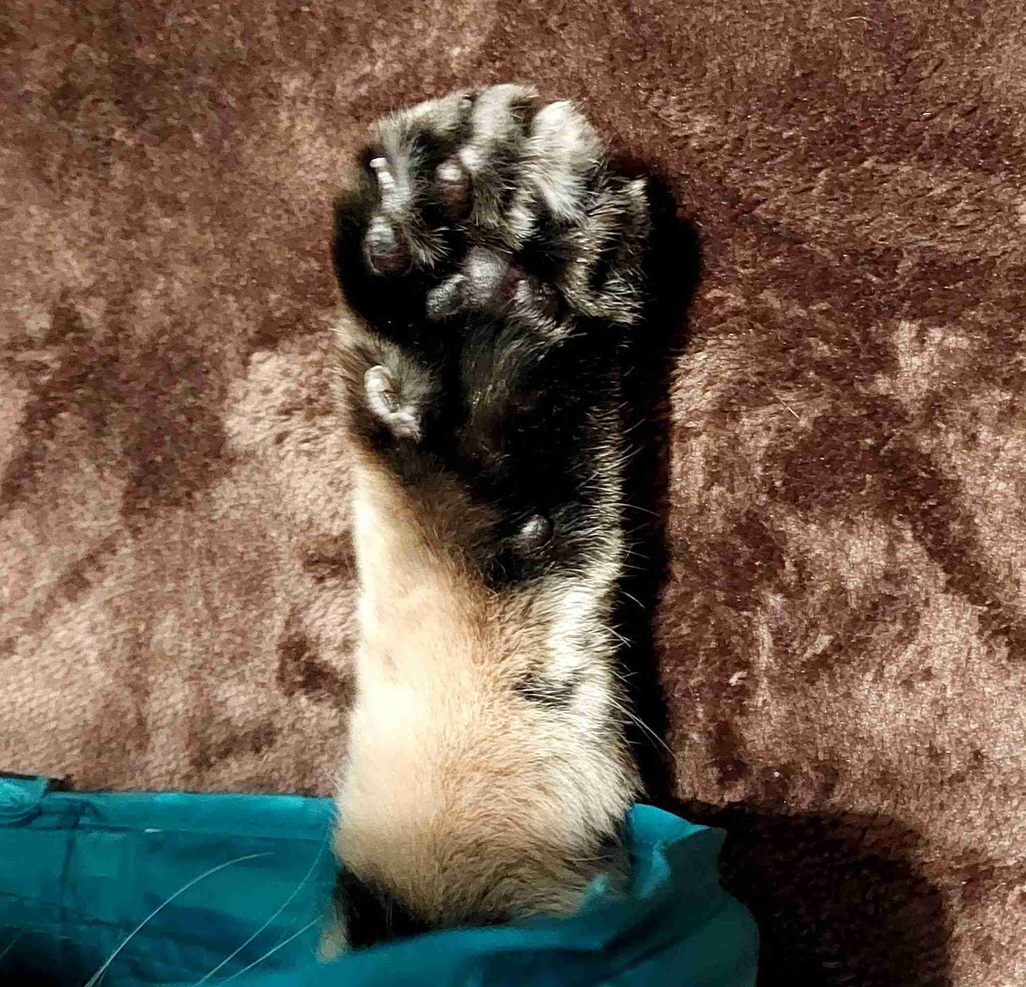 がるちゃん猫カフェ93号店開店しました♫(初めての方も大歓迎♫)