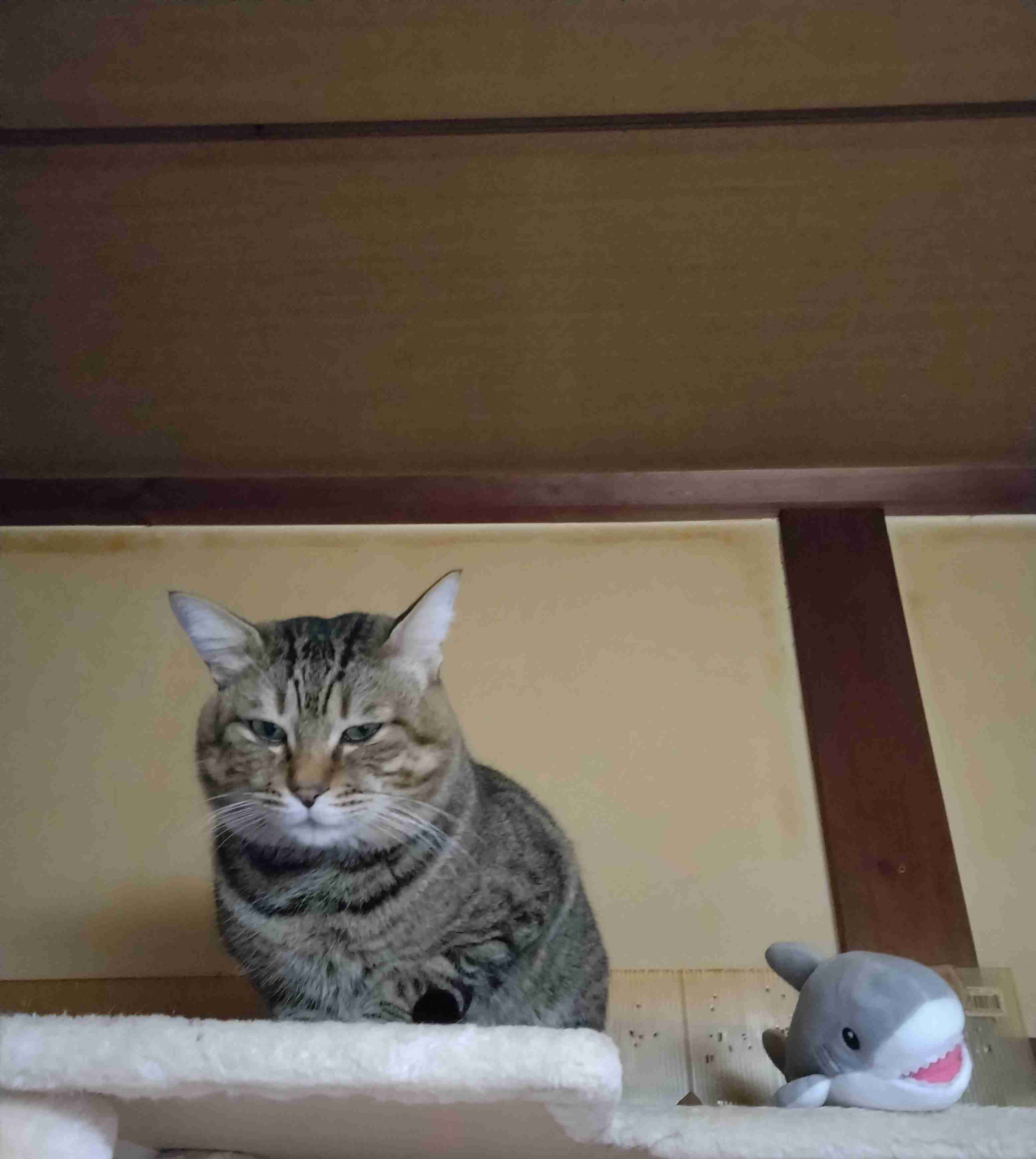 がるちゃん猫カフェ93号店開店しました♫(初めての方も大歓迎♫)