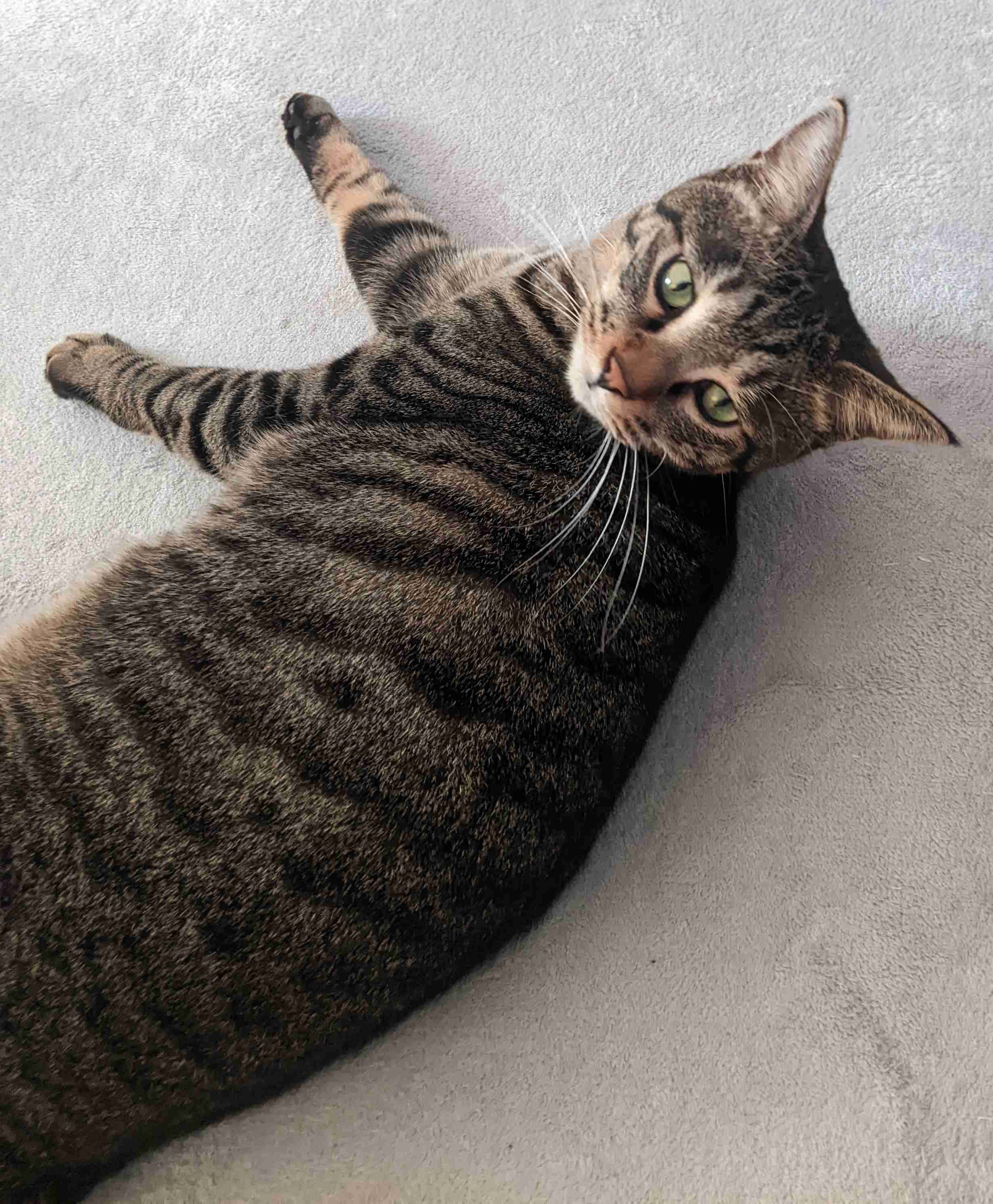 がるちゃん猫カフェ93号店開店しました♫(初めての方も大歓迎♫)