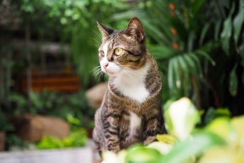 がるちゃん猫カフェ93号店開店しました♫(初めての方も大歓迎♫)