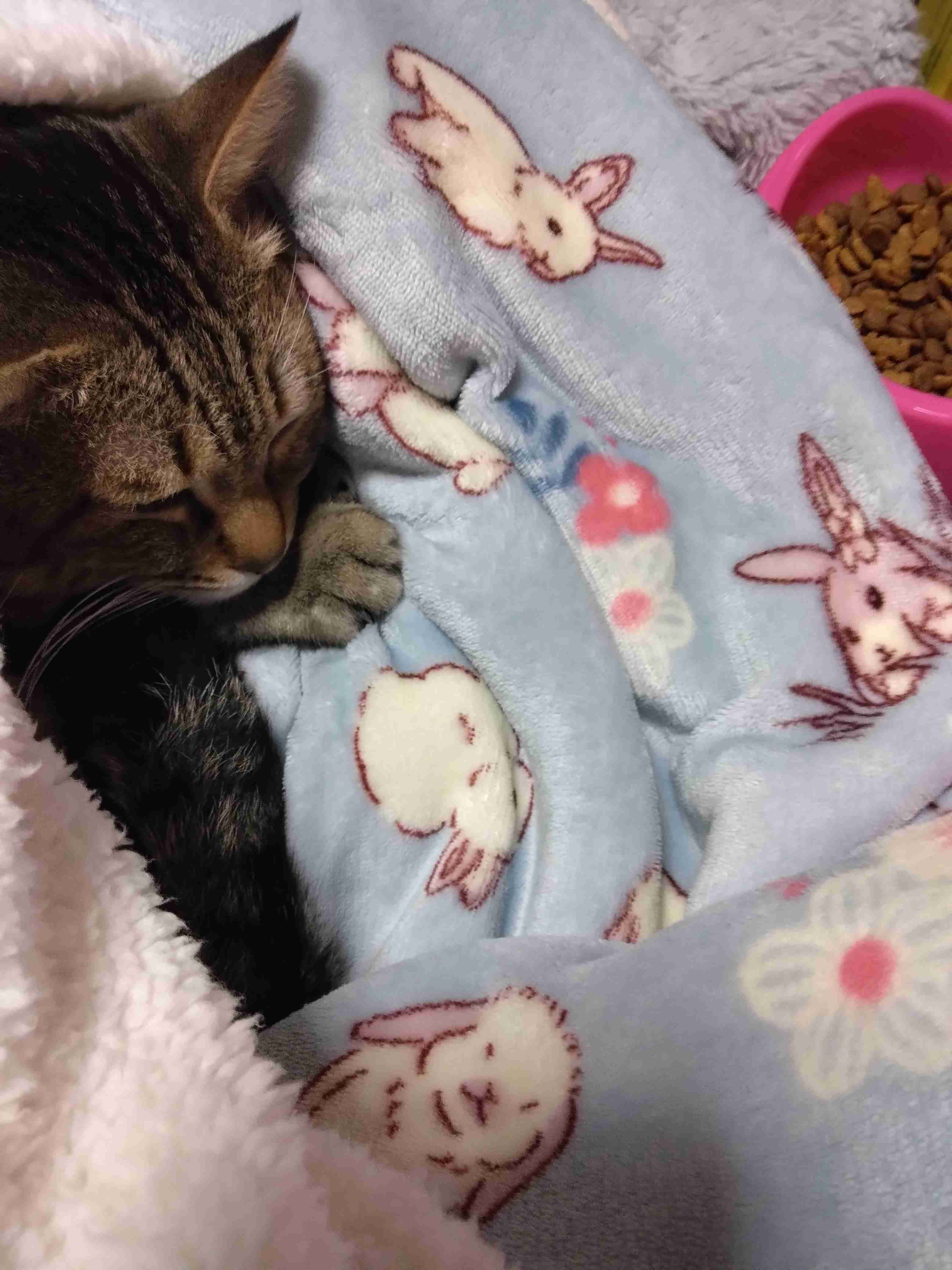 がるちゃん猫カフェ93号店開店しました♫(初めての方も大歓迎♫)