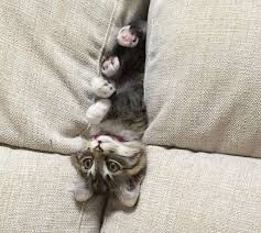 がるちゃん猫カフェ93号店開店しました♫(初めての方も大歓迎♫)