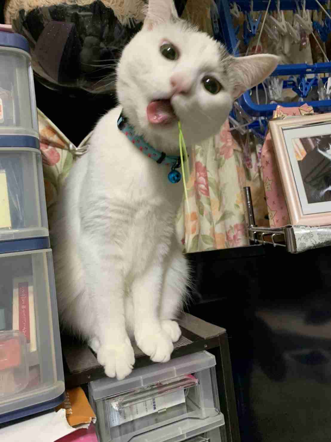 がるちゃん猫カフェ93号店開店しました♫(初めての方も大歓迎♫)