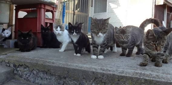 がるちゃん猫カフェ93号店開店しました♫(初めての方も大歓迎♫)