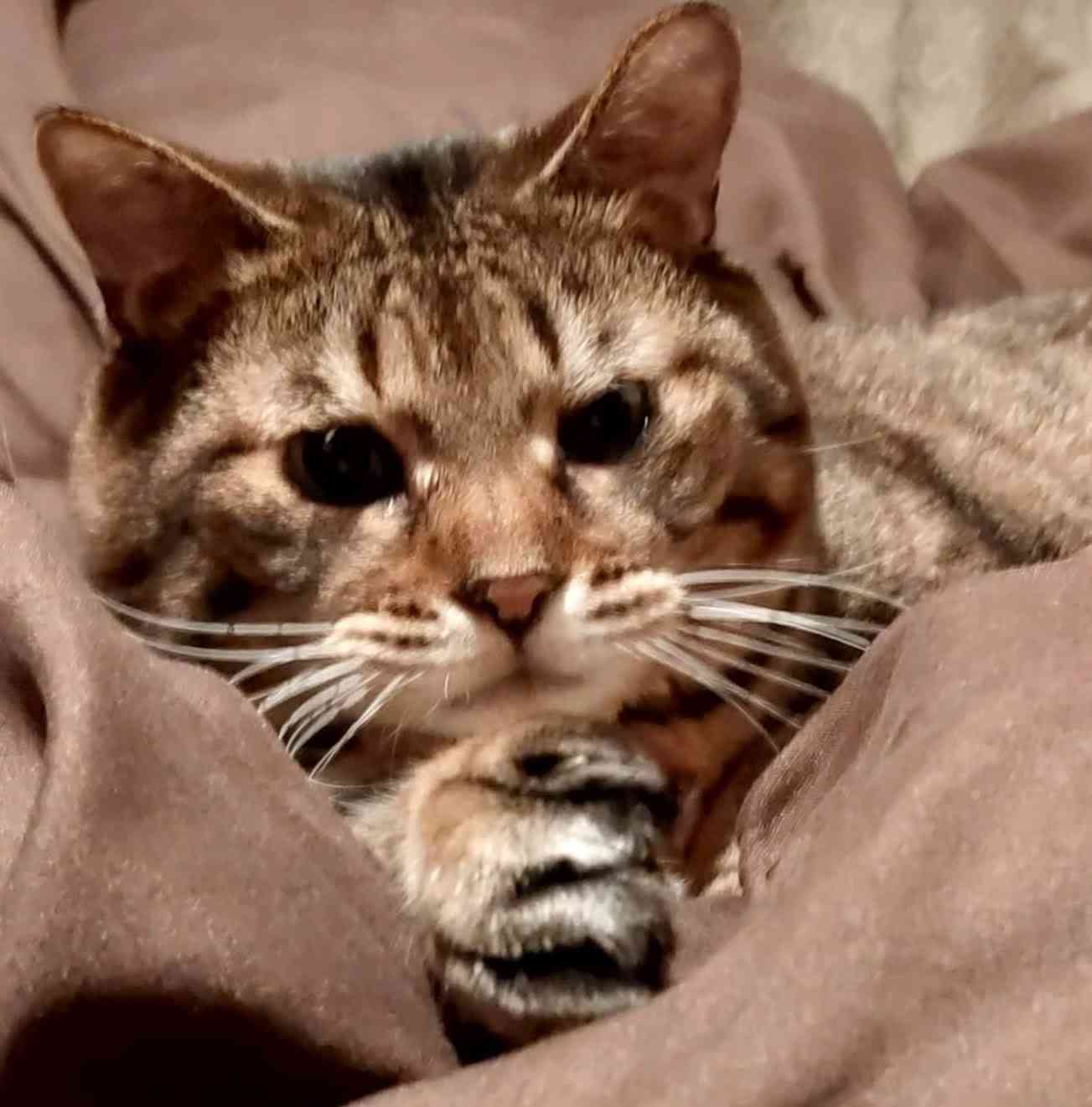 がるちゃん猫カフェ93号店開店しました♫(初めての方も大歓迎♫)