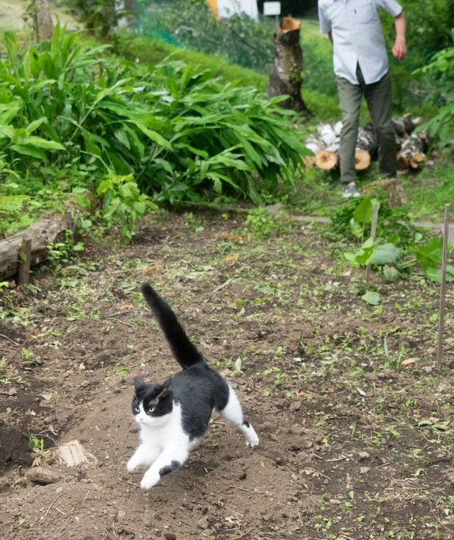 がるちゃん猫カフェ93号店開店しました♫(初めての方も大歓迎♫)