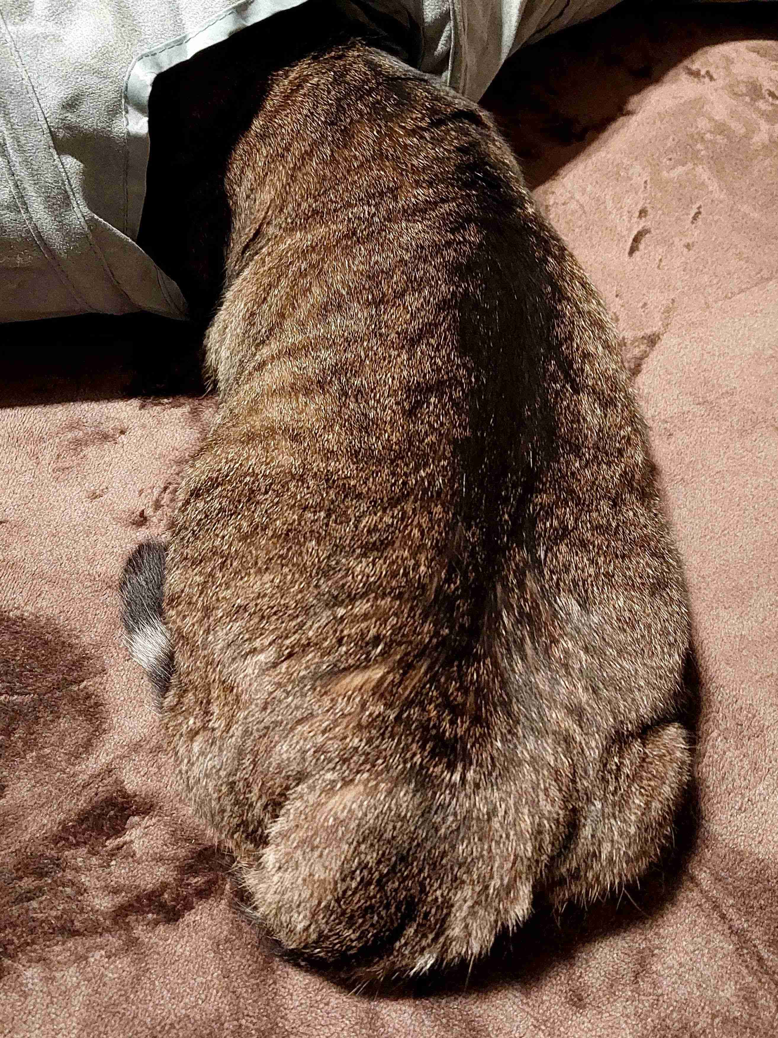 がるちゃん猫カフェ93号店開店しました♫(初めての方も大歓迎♫)