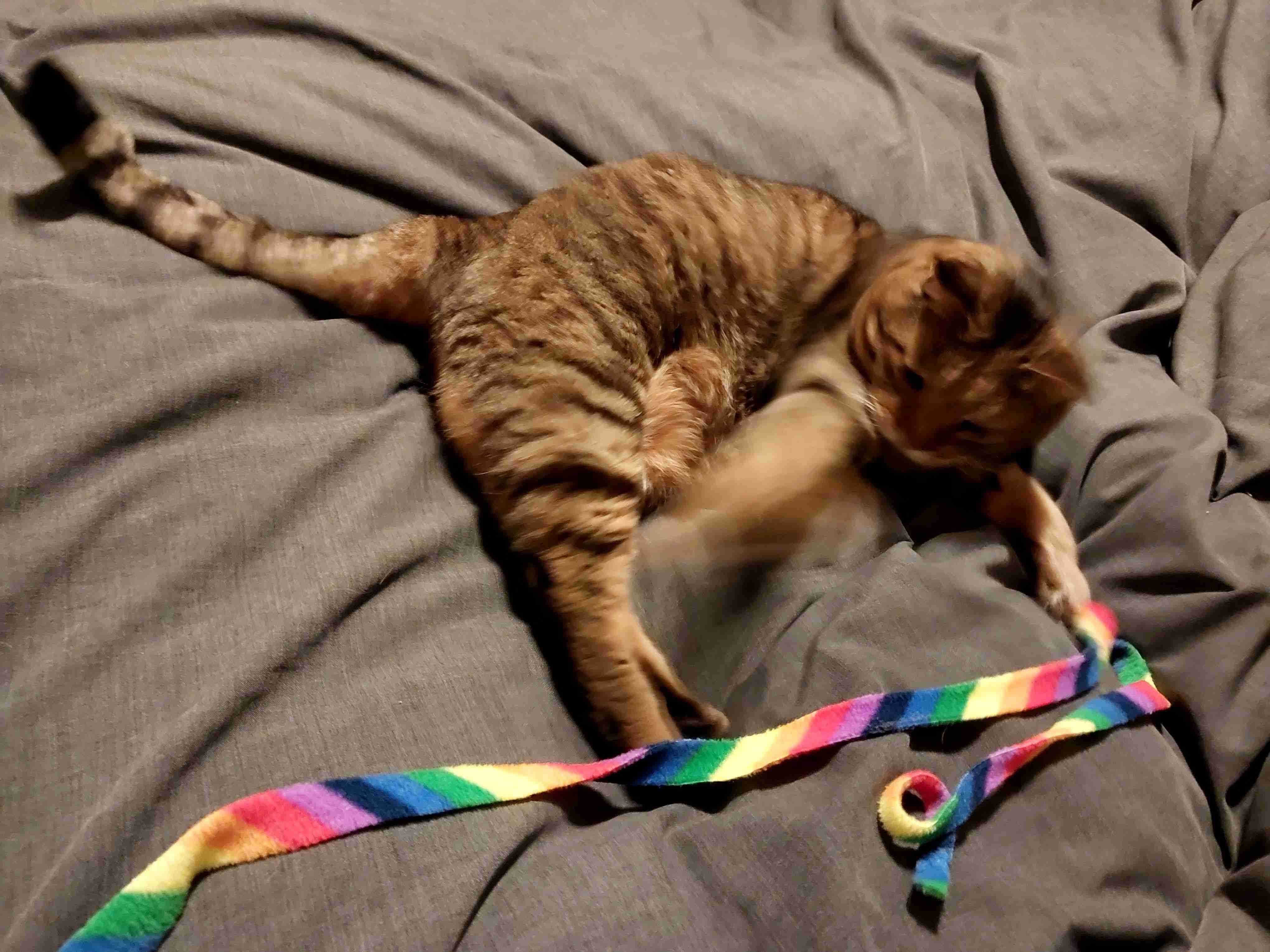 がるちゃん猫カフェ93号店開店しました♫(初めての方も大歓迎♫)