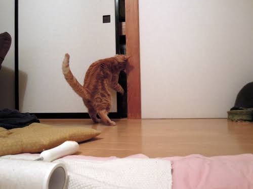 がるちゃん猫カフェ93号店開店しました♫(初めての方も大歓迎♫)