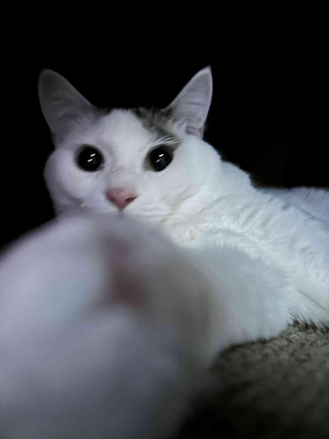 がるちゃん猫カフェ93号店開店しました♫(初めての方も大歓迎♫)