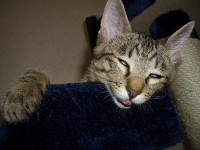 がるちゃん猫カフェ93号店開店しました♫(初めての方も大歓迎♫)