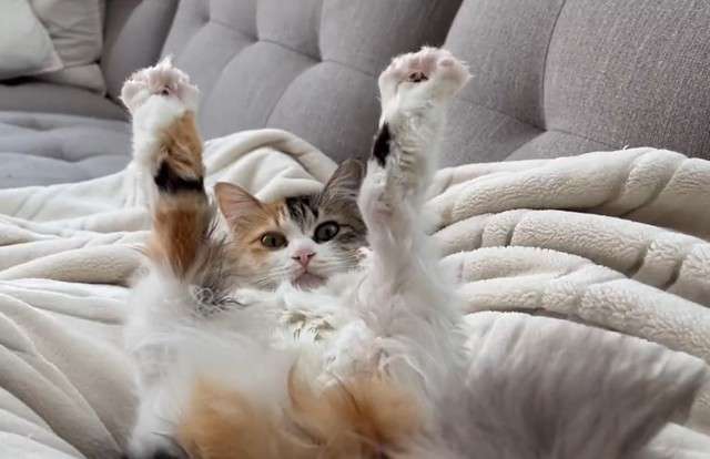 がるちゃん猫カフェ93号店開店しました♫(初めての方も大歓迎♫)