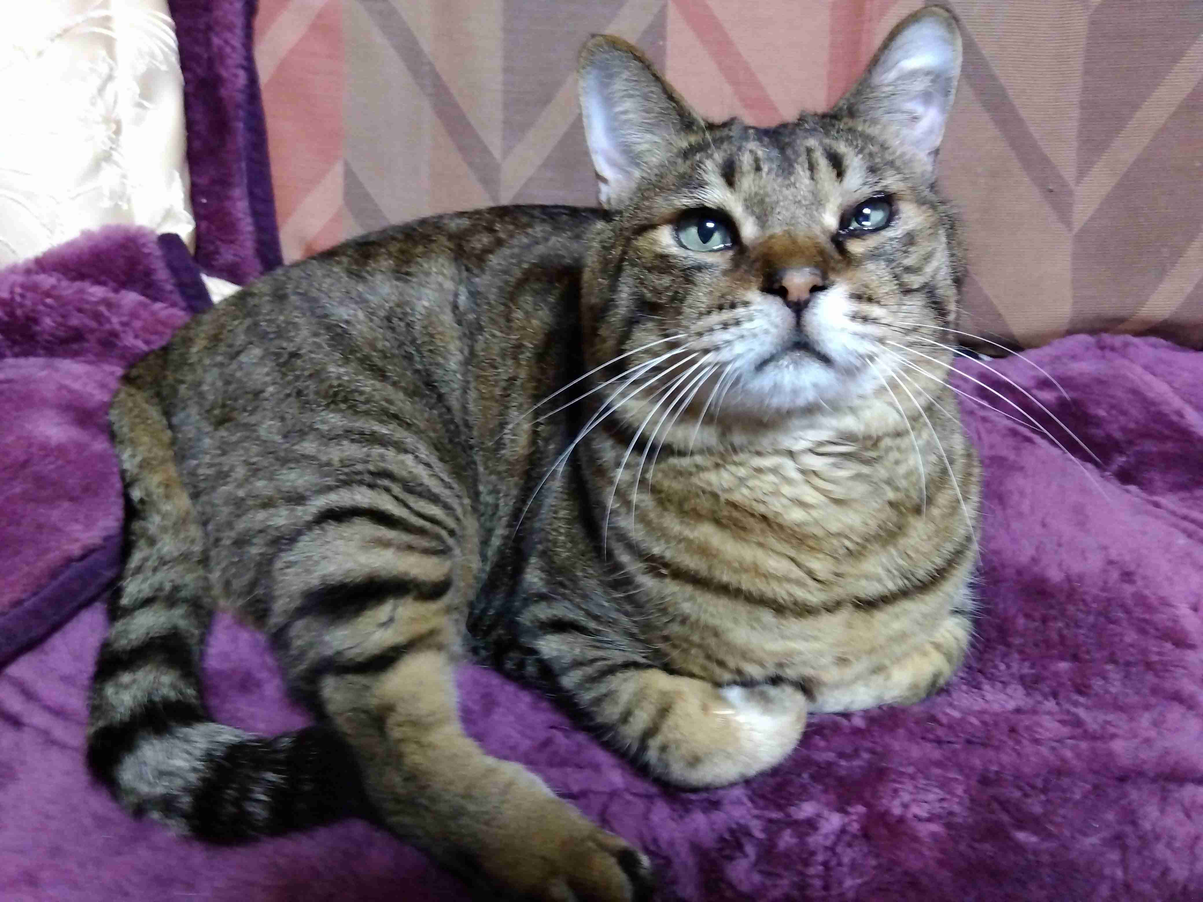 がるちゃん猫カフェ93号店開店しました♫(初めての方も大歓迎♫)