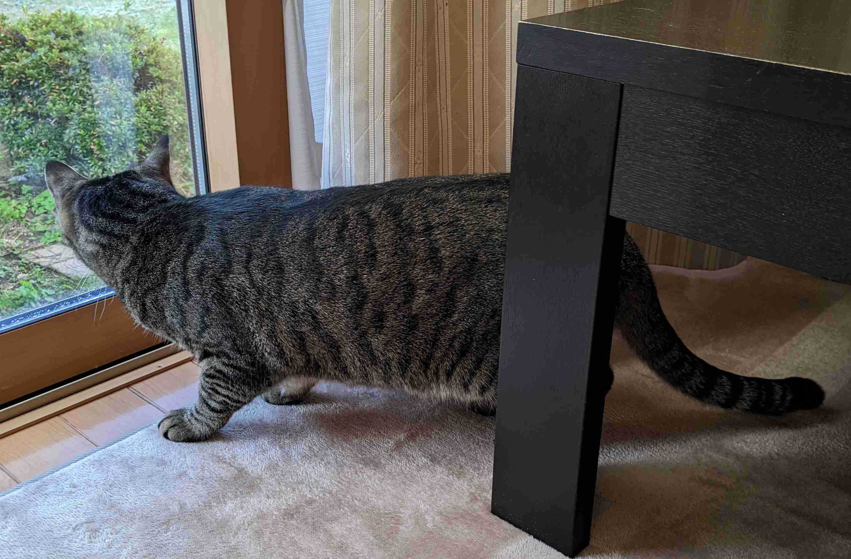 がるちゃん猫カフェ93号店開店しました♫(初めての方も大歓迎♫)