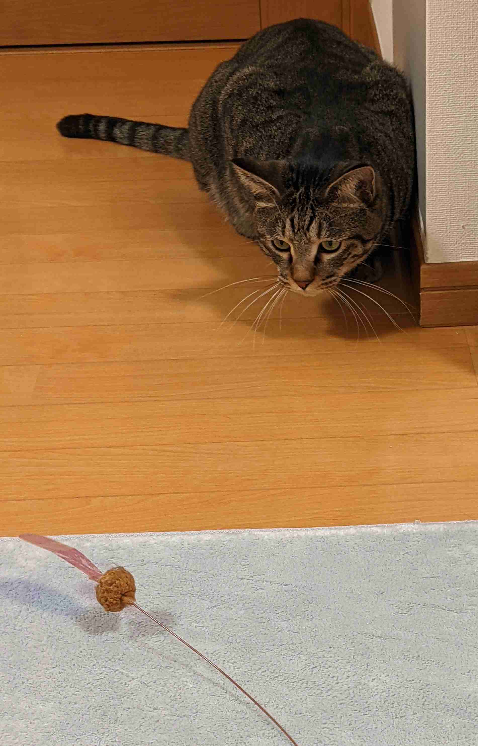 がるちゃん猫カフェ93号店開店しました♫(初めての方も大歓迎♫)