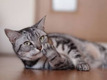 がるちゃん猫カフェ93号店開店しました♫(初めての方も大歓迎♫)