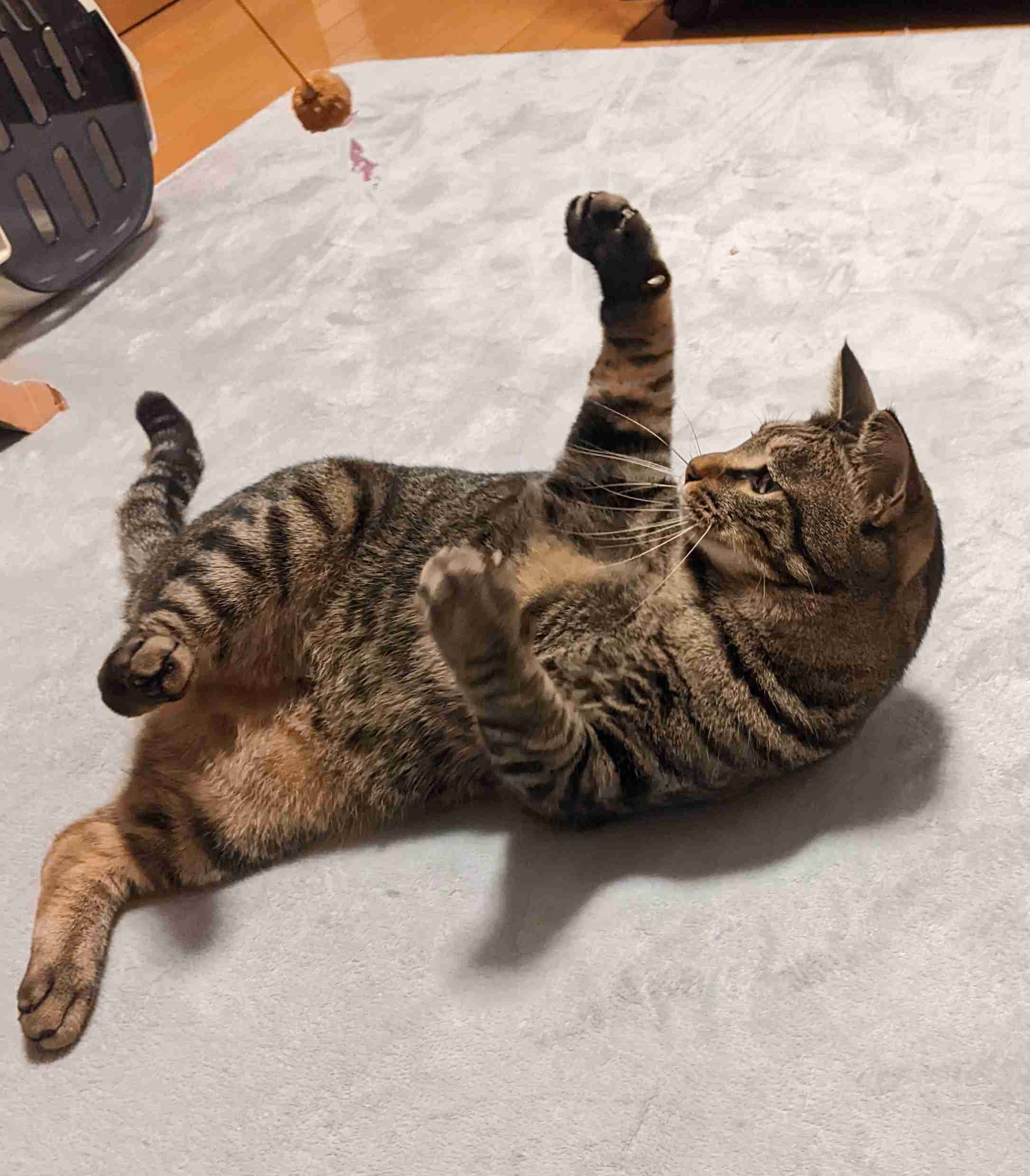 がるちゃん猫カフェ93号店開店しました♫(初めての方も大歓迎♫)