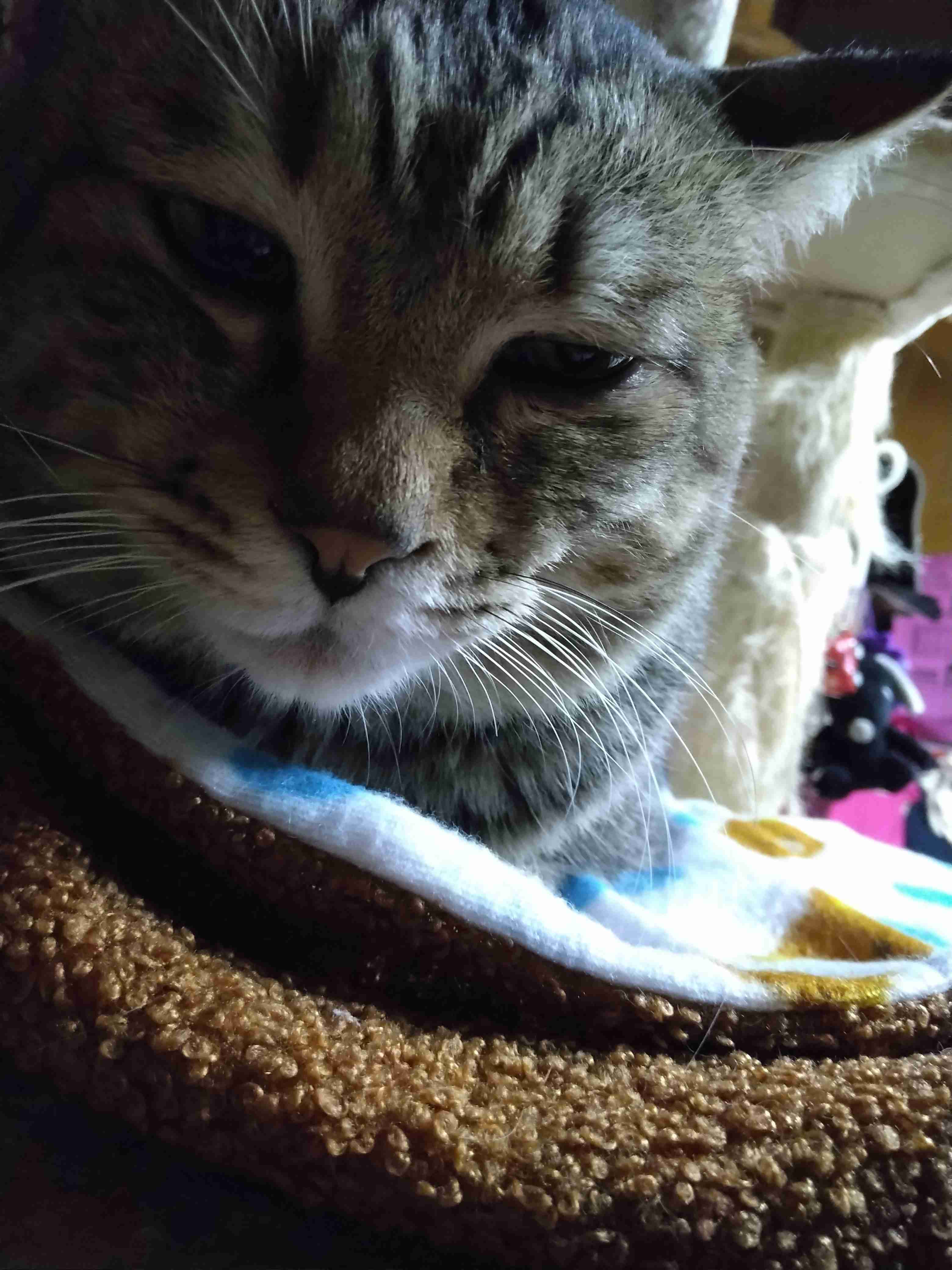 がるちゃん猫カフェ93号店開店しました♫(初めての方も大歓迎♫)