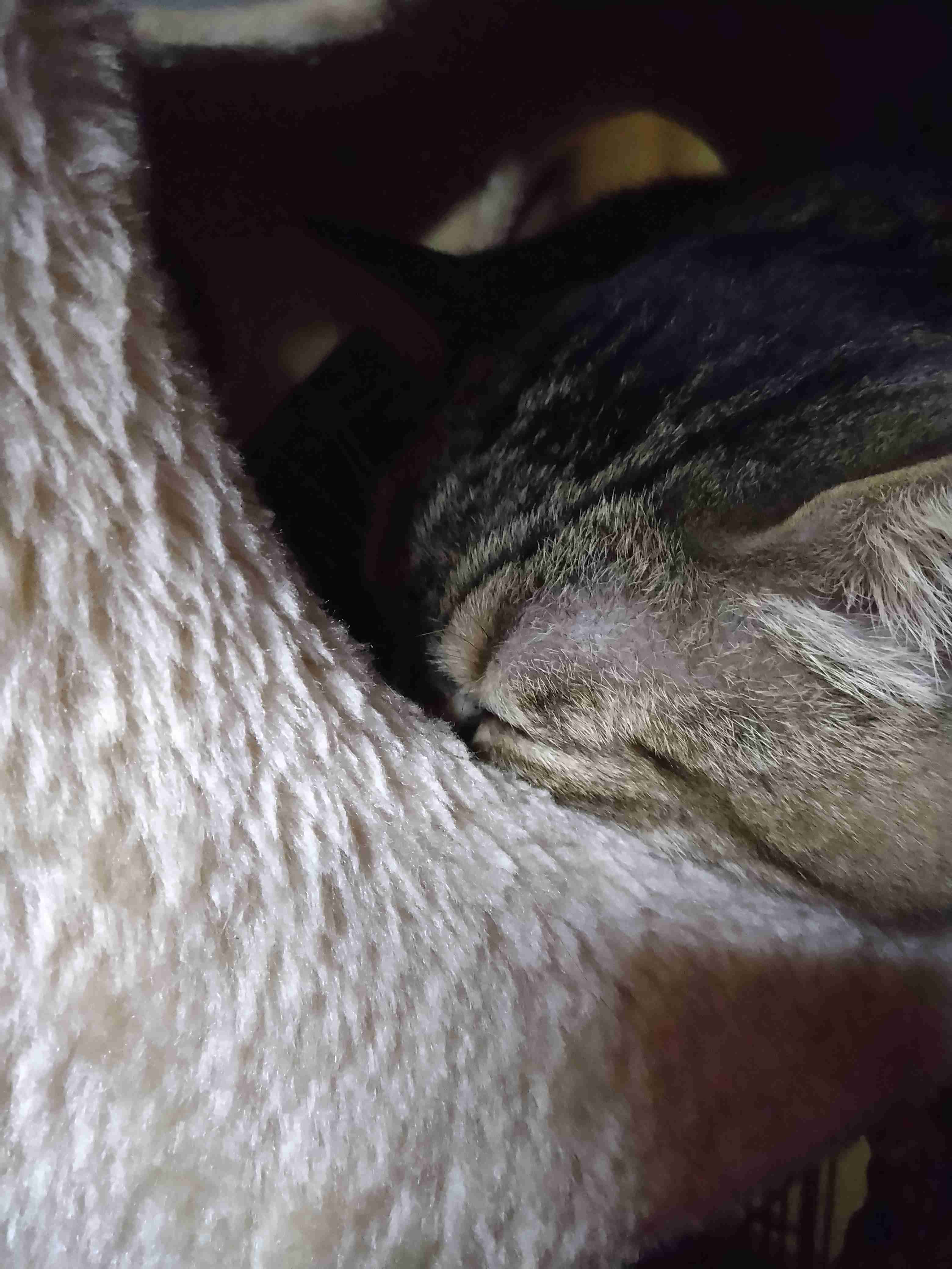 がるちゃん猫カフェ93号店開店しました♫(初めての方も大歓迎♫)