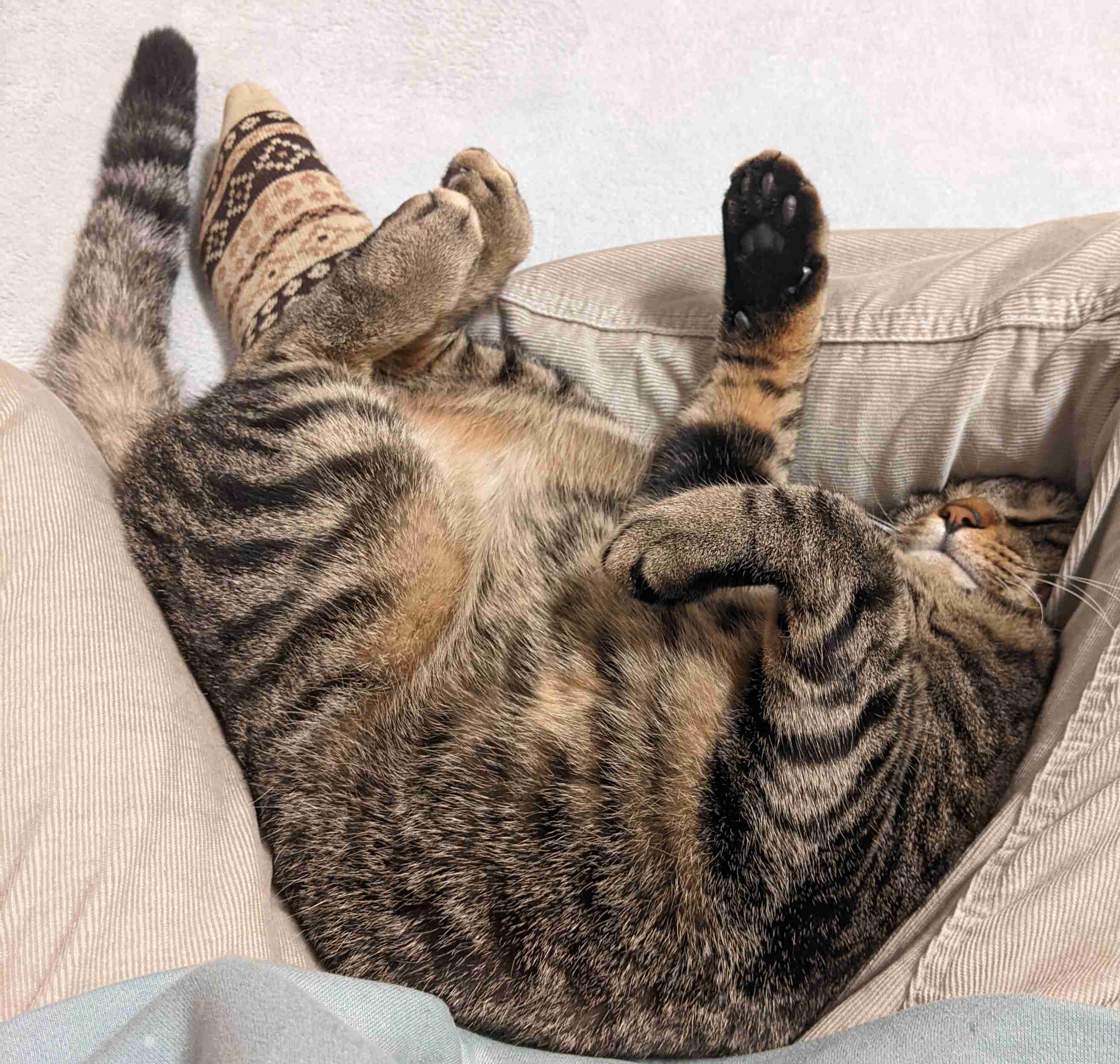 がるちゃん猫カフェ93号店開店しました♫(初めての方も大歓迎♫)