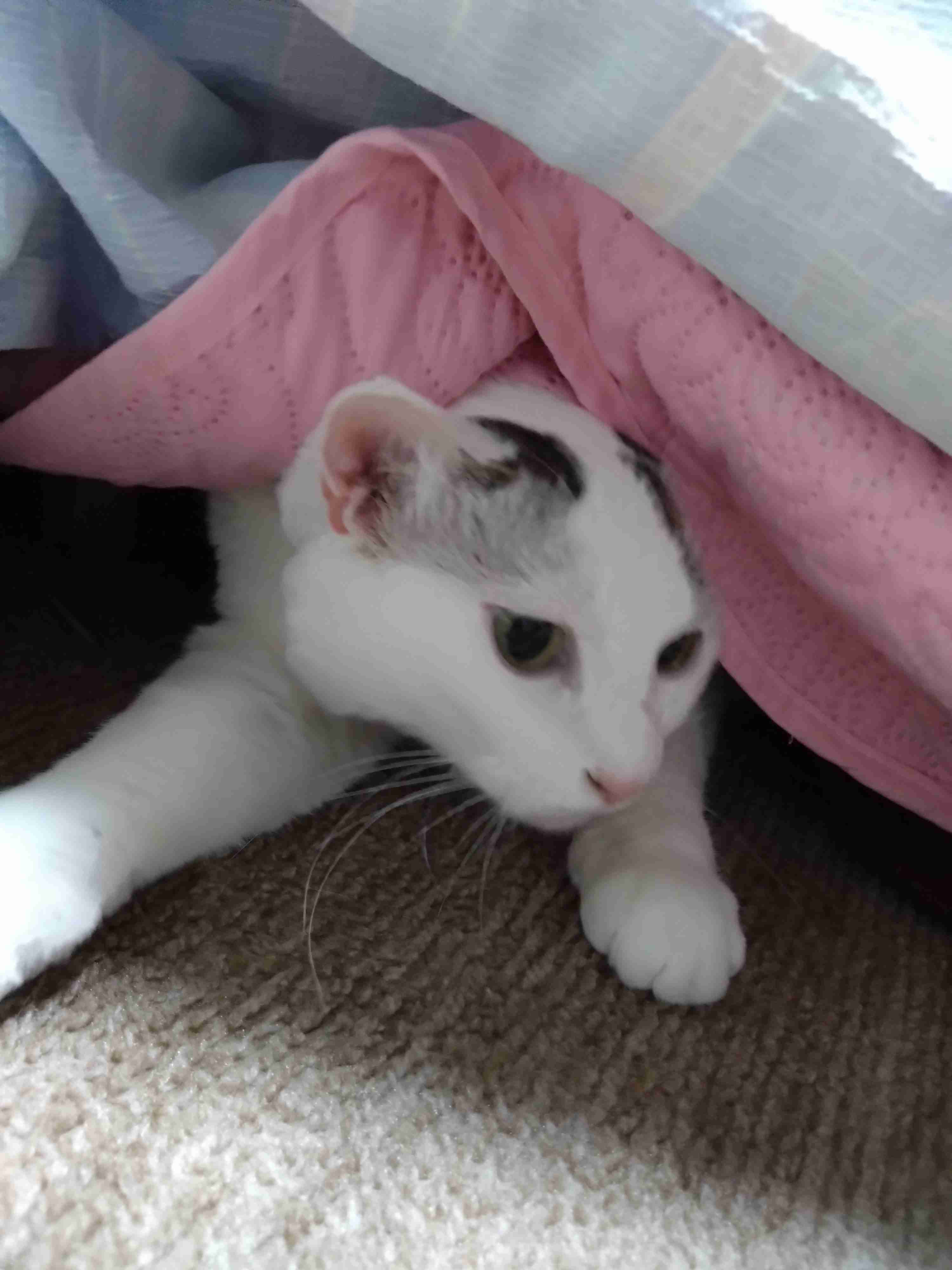 がるちゃん猫カフェ93号店開店しました♫(初めての方も大歓迎♫)