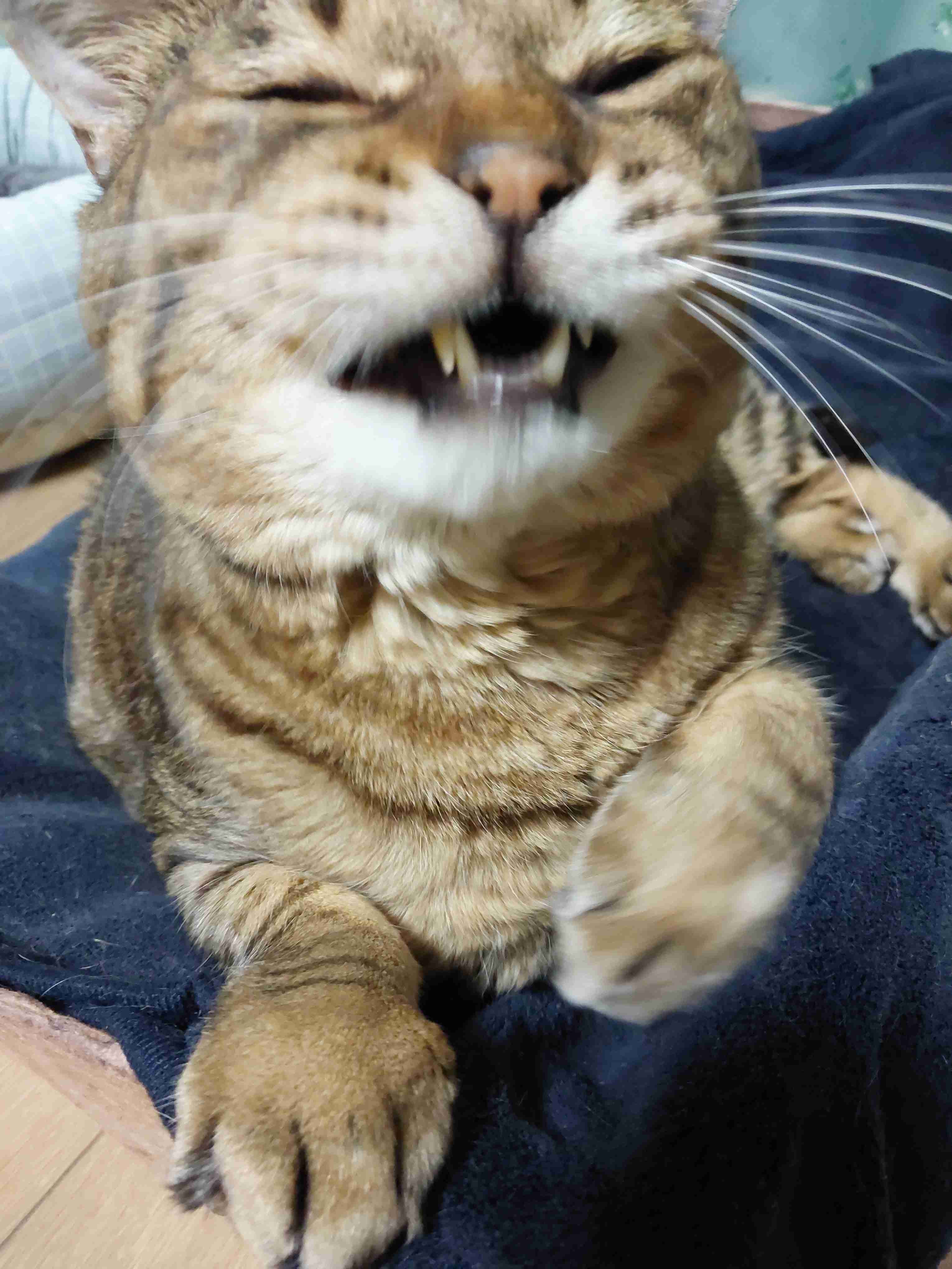 がるちゃん猫カフェ93号店開店しました♫(初めての方も大歓迎♫)