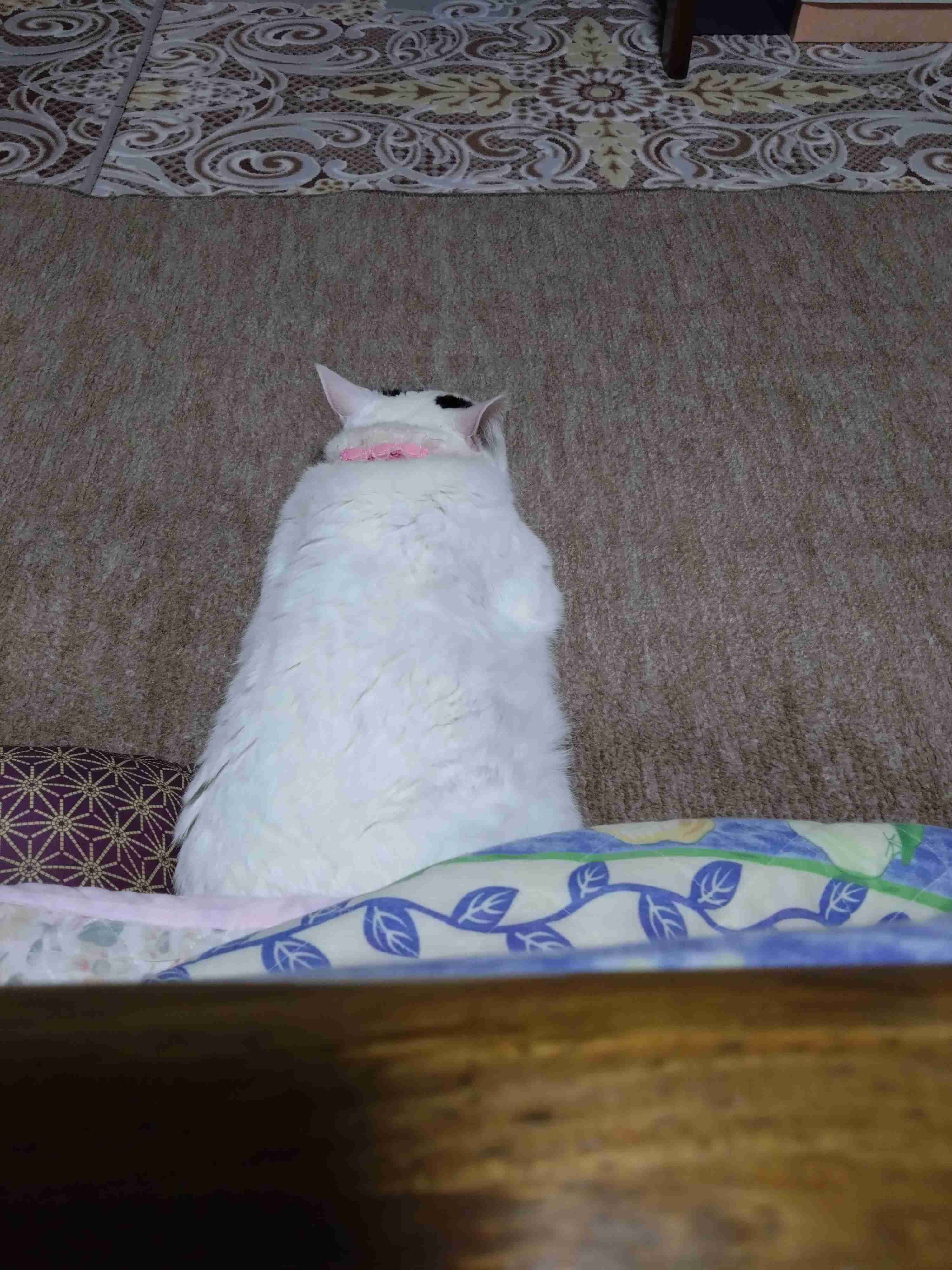 がるちゃん猫カフェ93号店開店しました♫(初めての方も大歓迎♫)