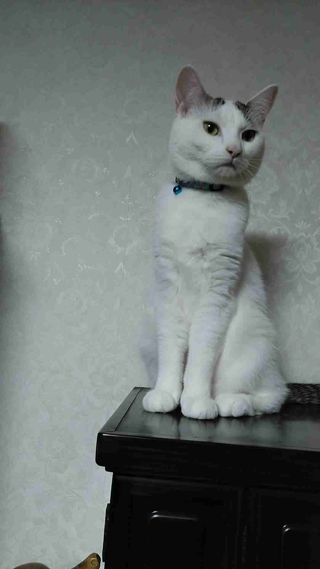 がるちゃん猫カフェ93号店開店しました♫(初めての方も大歓迎♫)