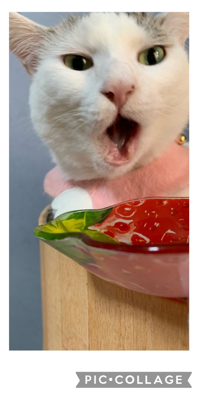 がるちゃん猫カフェ93号店開店しました♫(初めての方も大歓迎♫)