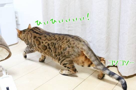 がるちゃん猫カフェ93号店開店しました♫(初めての方も大歓迎♫)