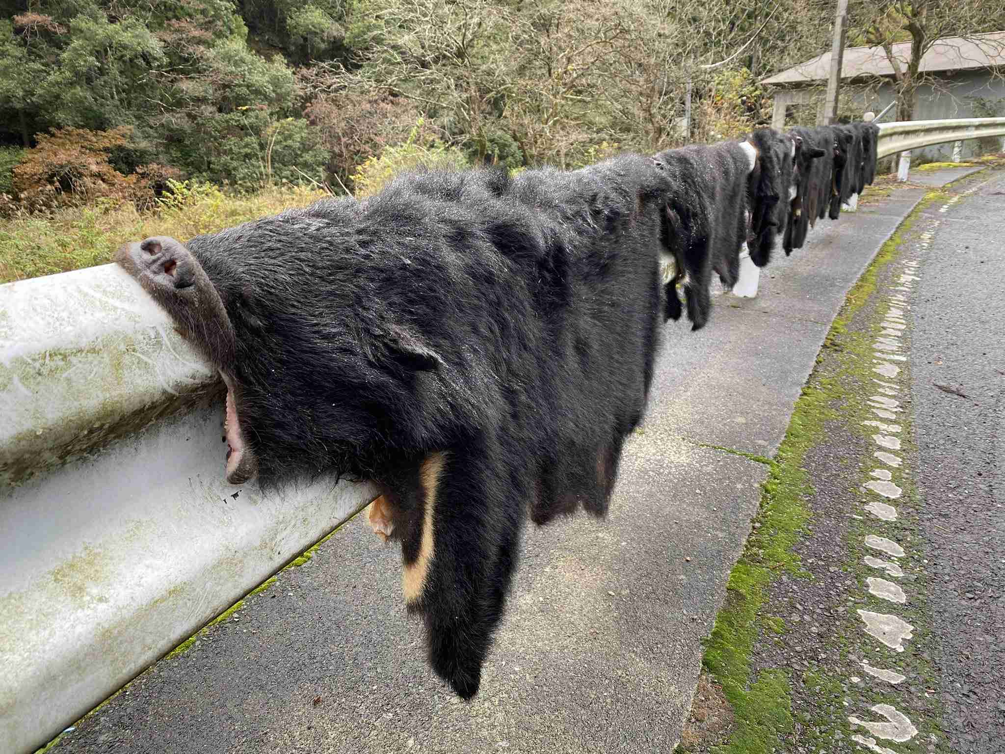 クマ人身被害212人 23年度、記録更新 環境省