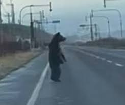クマ人身被害212人 23年度、記録更新 環境省
