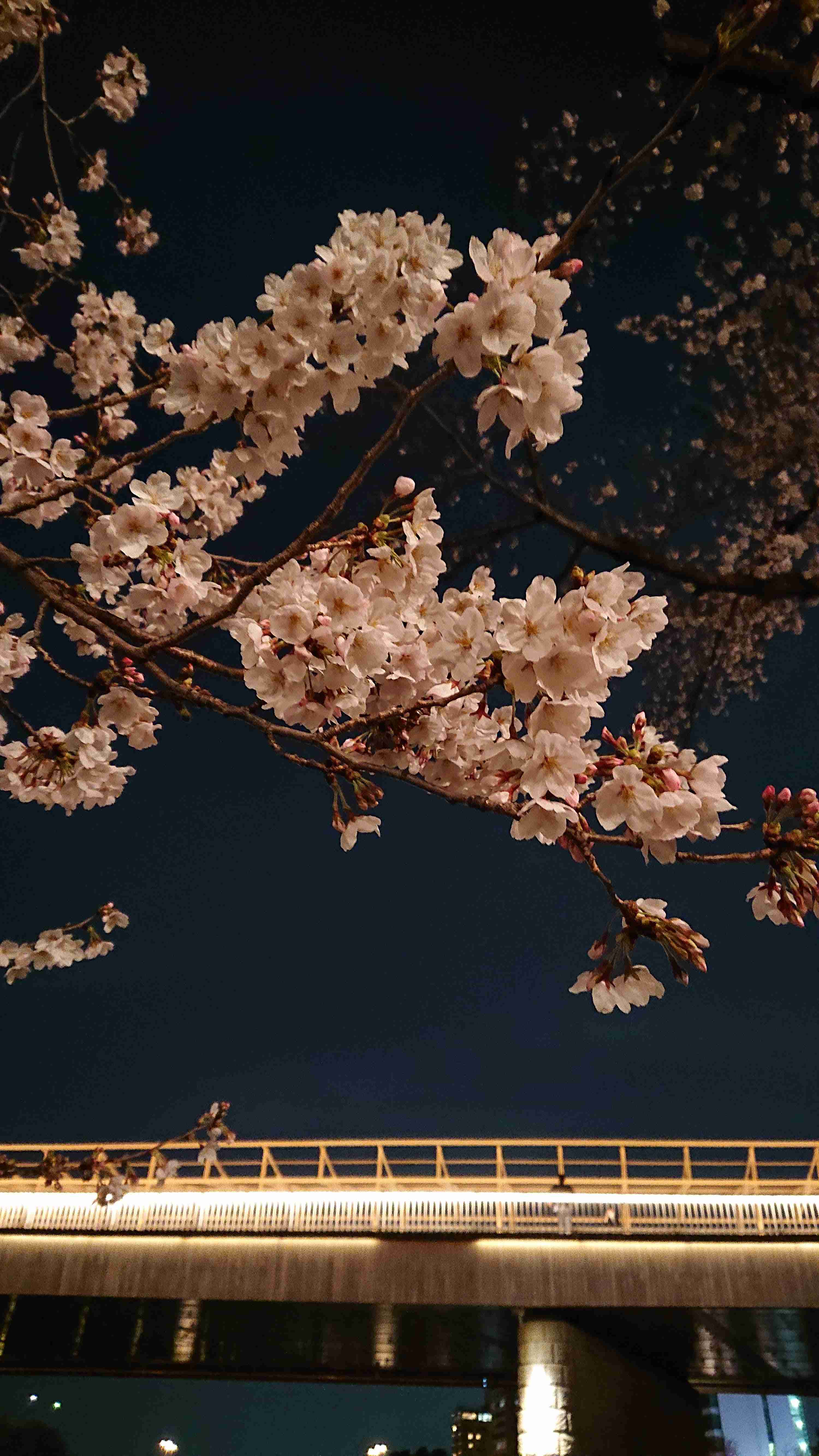 自分史上最高に良い写真が撮れたのを貼るトピ