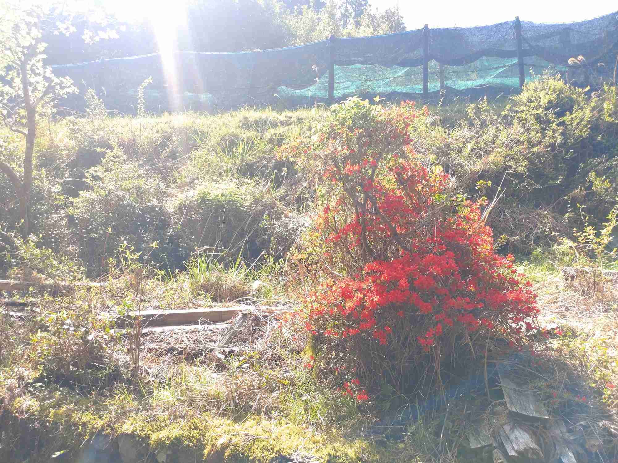 自分史上最高に良い写真が撮れたのを貼るトピ