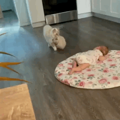 生まれたばかりの赤ちゃんをお披露目？　飼い主の指を引っ張り案内するフェレット