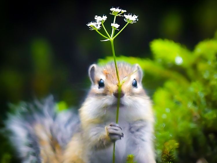 【画像】自分が可愛いことを自覚してそうな動物