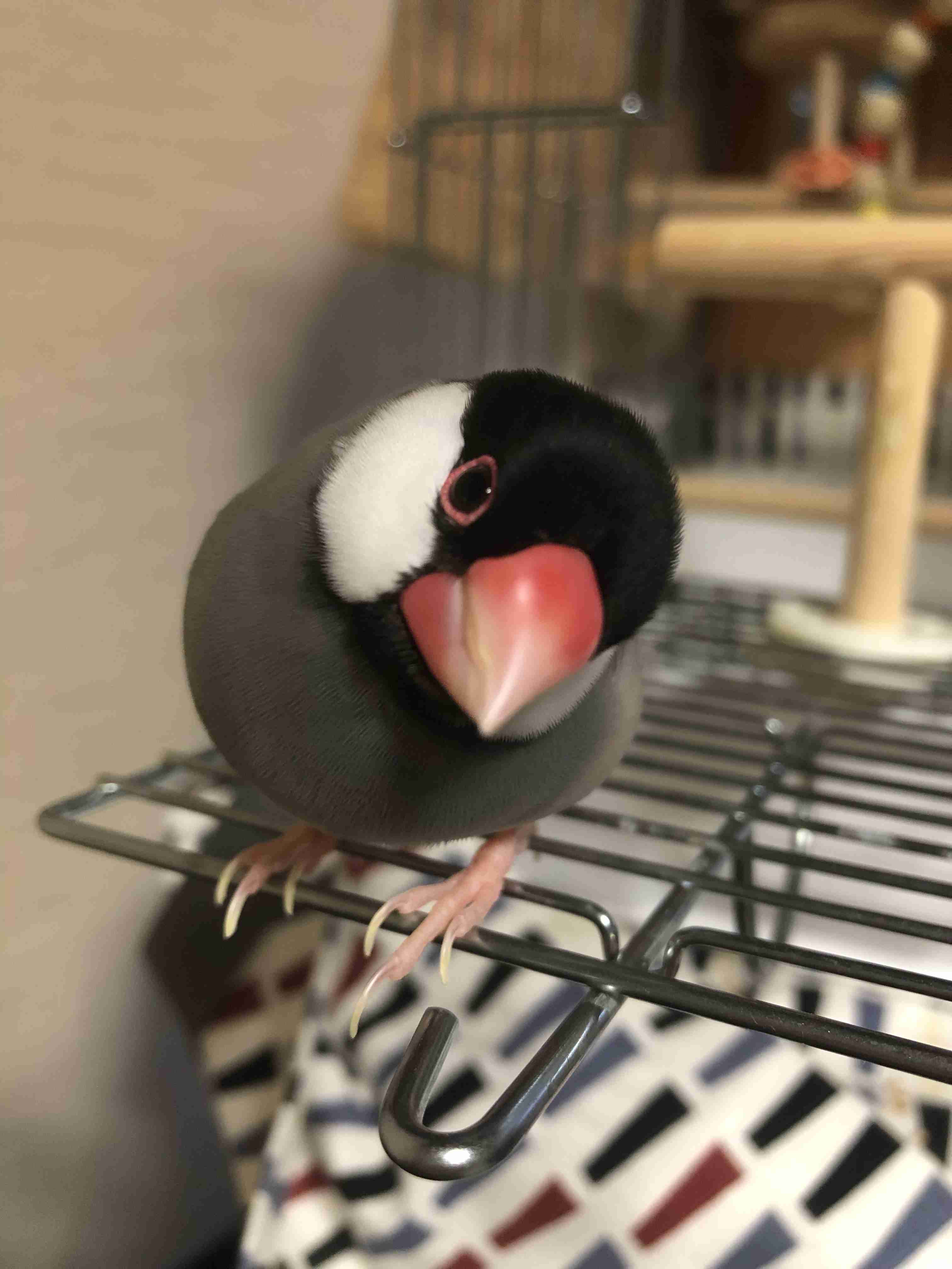 【画像】自分が可愛いことを自覚してそうな動物