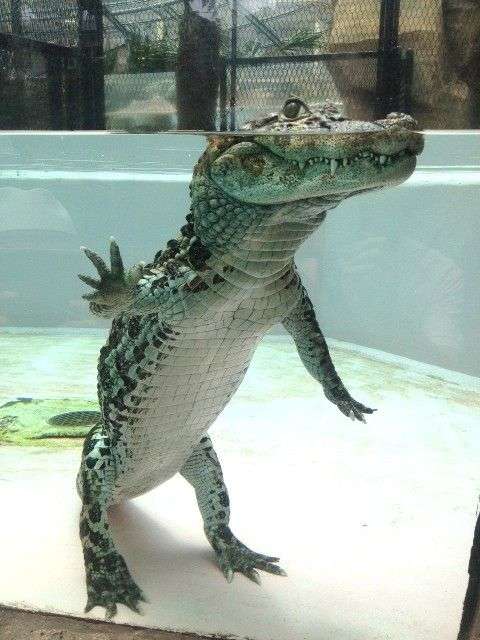 【画像】自分が可愛いことを自覚してそうな動物