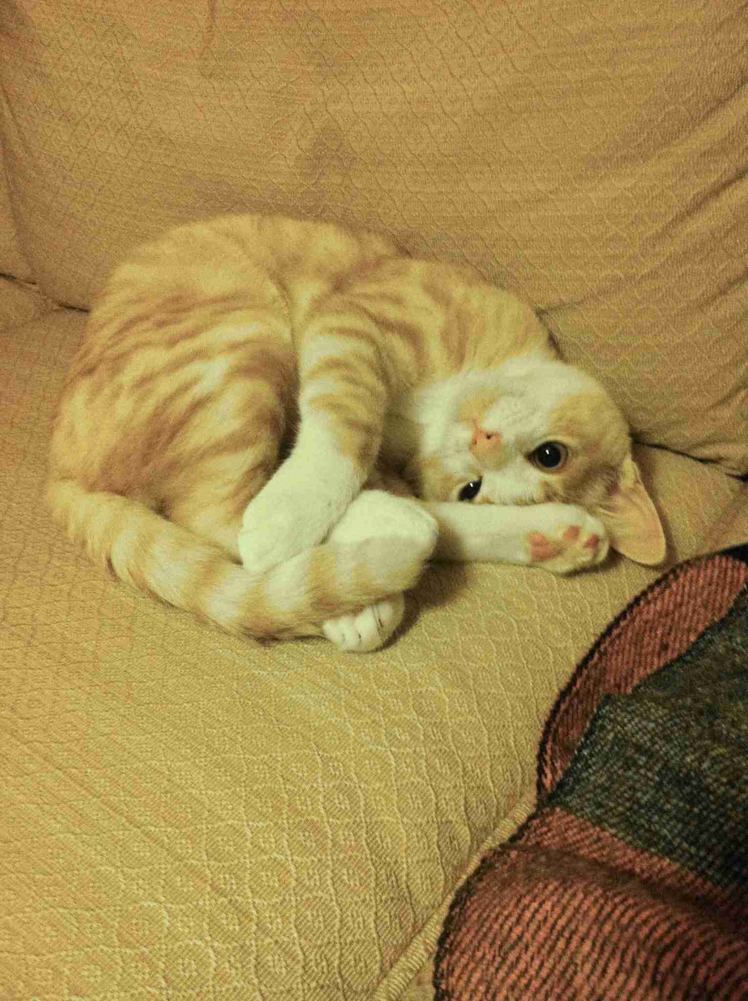 【画像】自分が可愛いことを自覚してそうな動物