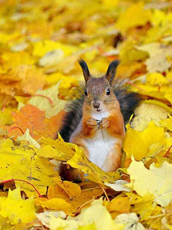 【画像】自分が可愛いことを自覚してそうな動物