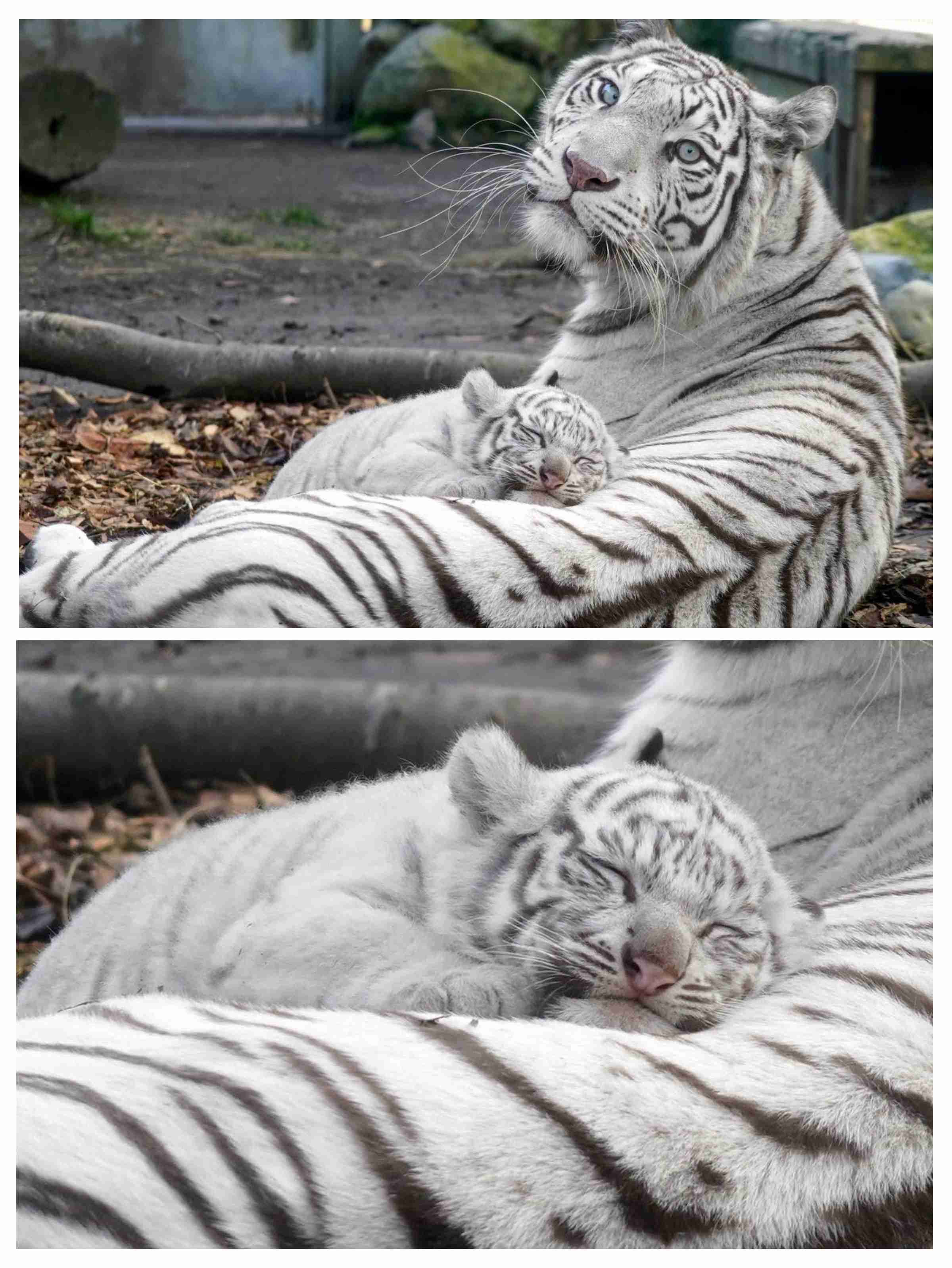 【画像】自分が可愛いことを自覚してそうな動物