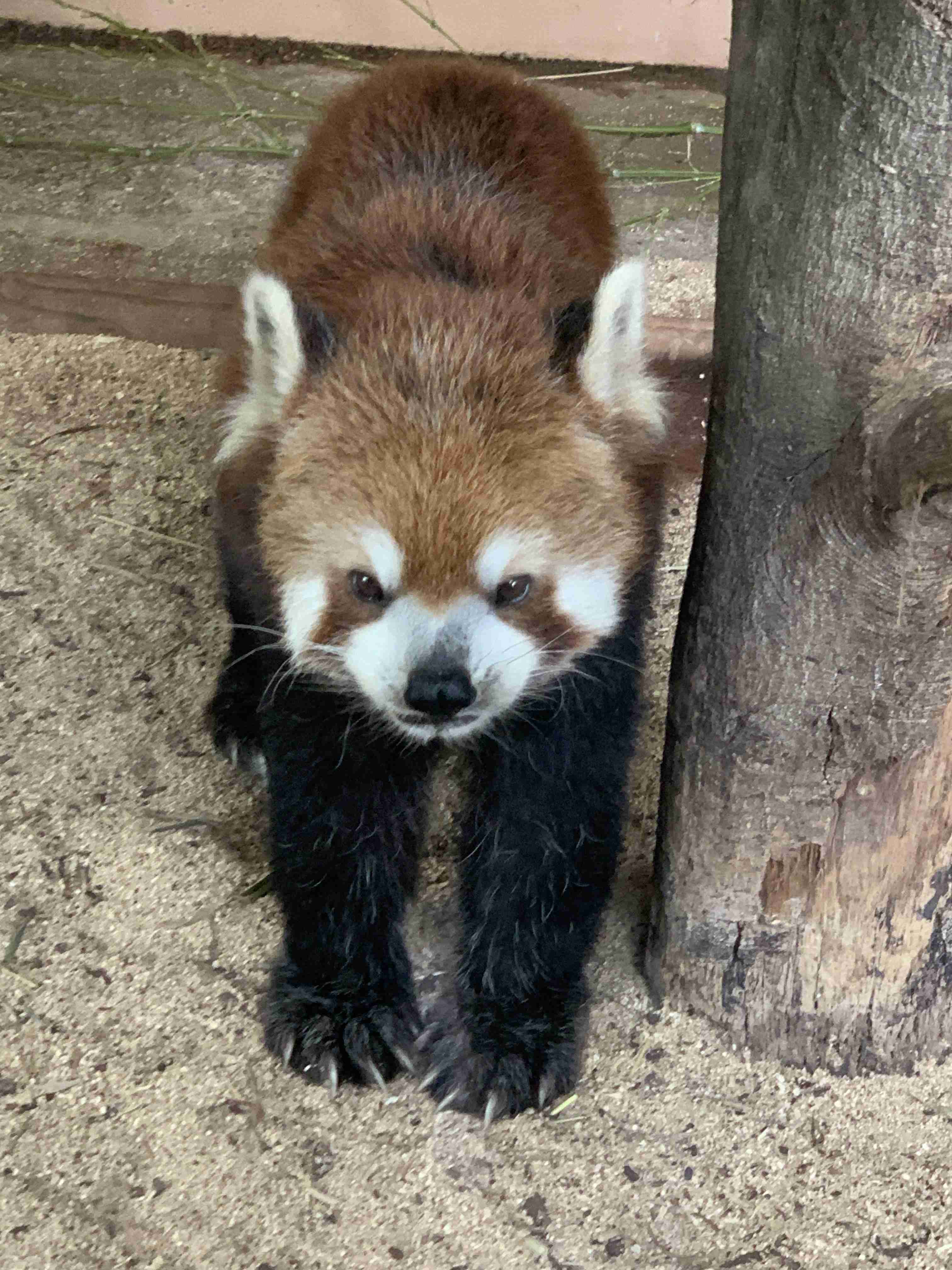 【画像】自分が可愛いことを自覚してそうな動物