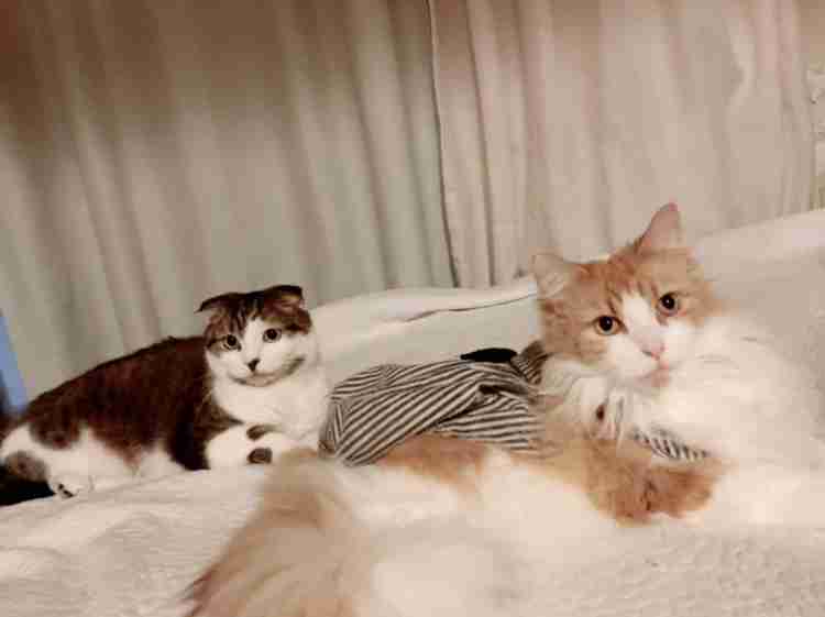 【画像】自分が可愛いことを自覚してそうな動物